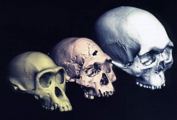 Irracionalidad animal.
